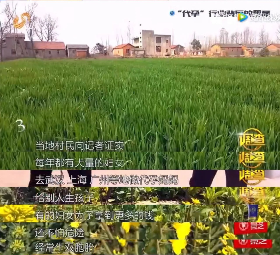 郑爽|郑爽代孕弃养，被全网封杀后新料曝光：她不是蠢，是真恶毒！