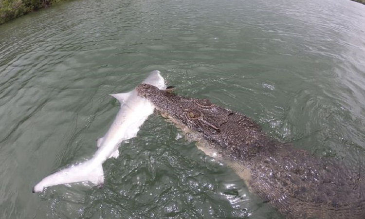 民生播报 老外捕获一只黑鳍鲨，不料半路被鳄鱼“截胡”，结局让老外无奈
