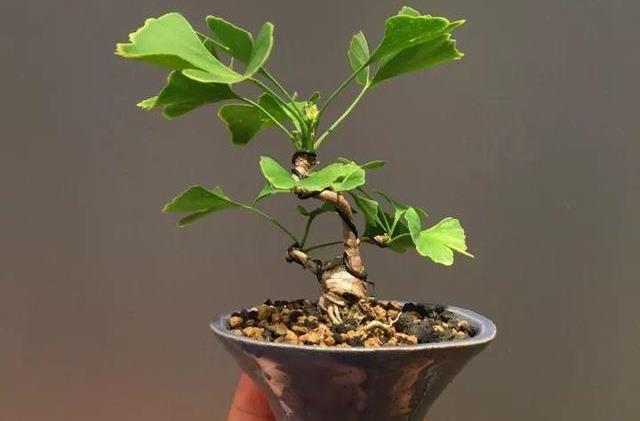 路边捡了个“白果果”，被他养成了金贵盆栽，现在都成了摇钱树