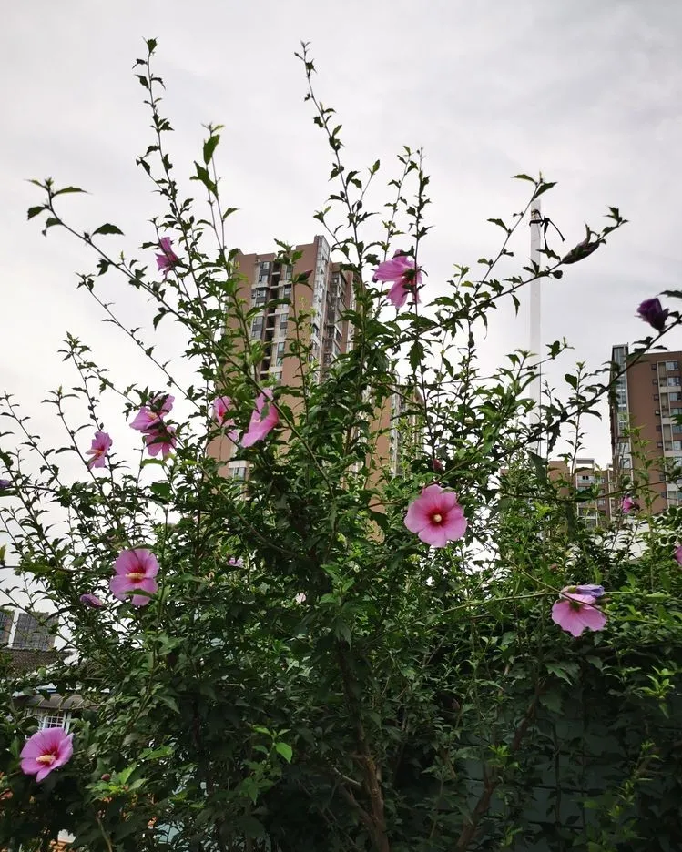 露台花园|4年打造70㎡露台花园，买不起大别墅，买个带露台的顶楼也很nice