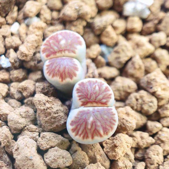 向阳园艺|现在,还有人!花几十块买1棵生石花?你的脑袋需要升级了!