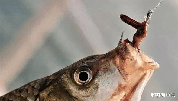 饵料|用蚯蚓挂钩钓鱼，浮漂怎样调钓？蚯蚓这样挂钩，鱼更喜欢吃
