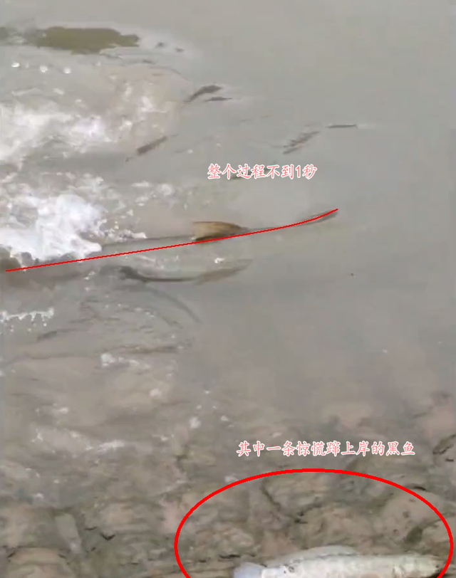宓孤林|江苏钓友拍到长江边成群黑鱼惊慌逃窜,回家后十倍慢放发现真相