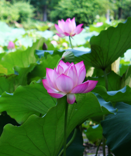 星临天下|到8月初,4属相贵人相助,事业步步高升,日子红红火火