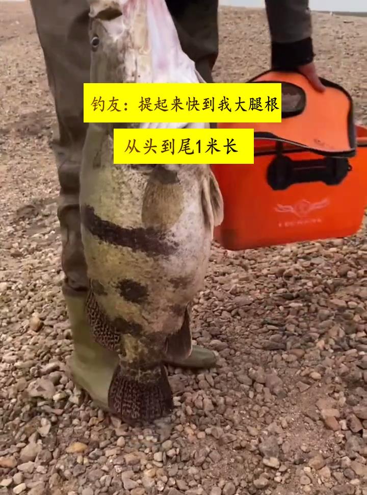 岳阳|罕见！岳阳钓友洞庭湖钓起“米级老鳜鱼”，网友：这得活了几十年