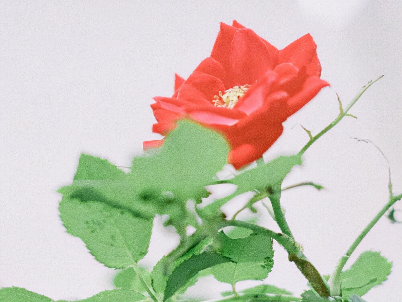 星座师安达|看起来好说话,实则内心倔强的星座,字典里不存在将就二字