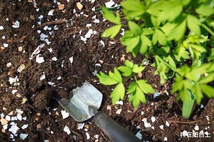  太任性了，以高矮定雌雄，这植物竟然可以随时变“性”！