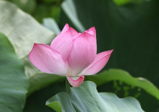运势|6月20日开始，4属相苦尽甘来，喜事不断，钱财大赚，富贵不愁