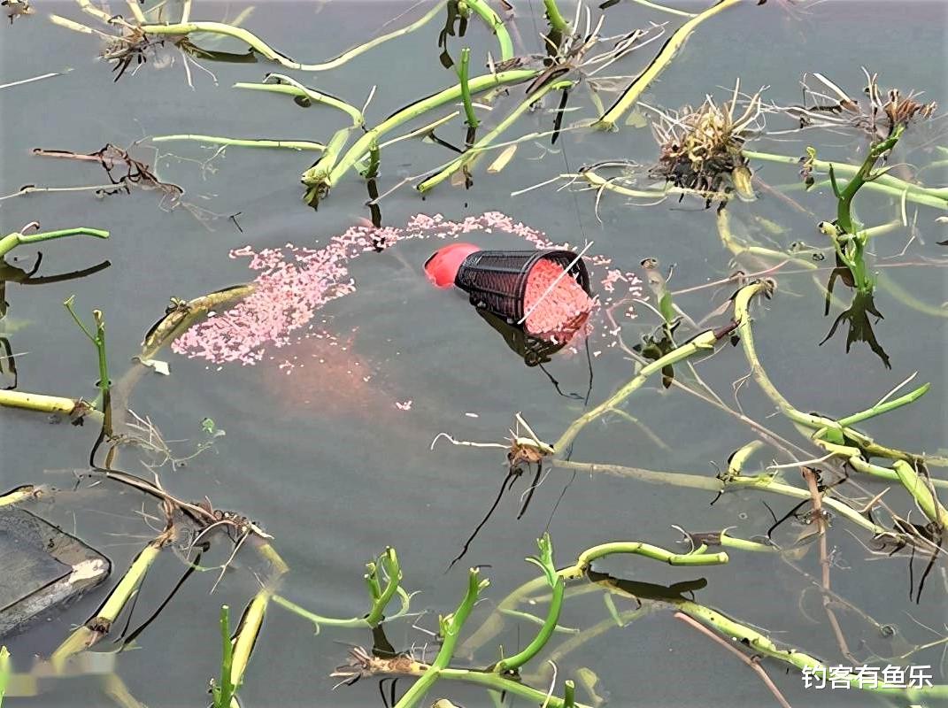 |钓鱼就一定要“钓草”?“钓草”怎样选择其钓点位置?