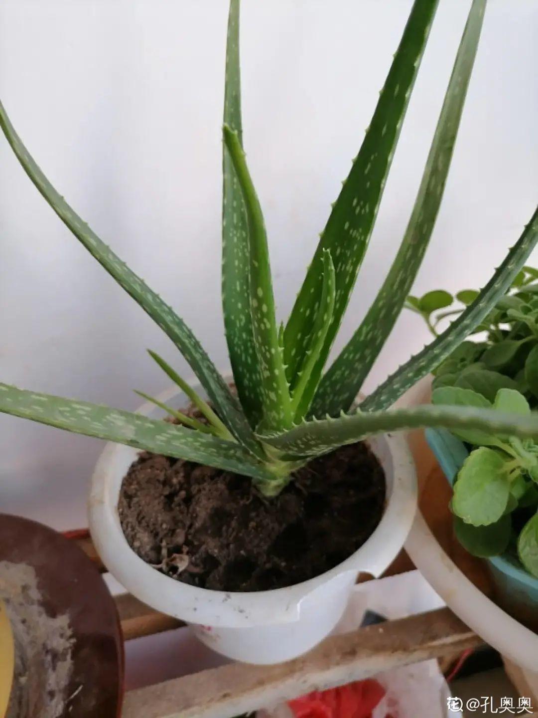 甲醛|新房装修完,养盆“天然净化器”,净化空气身体棒