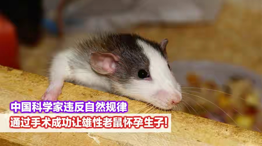 越过沙丘|“公鼠怀孕”论文遭抨击，网友评论：公的都能怀孕了，要母的干啥