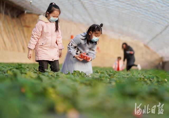 长城网 大棚春意浓 人勤收获丰