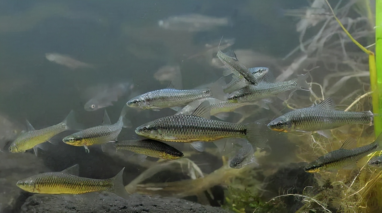 |初冬野钓鲫鱼，遇到这两种情况，就要果断改变上饵手法