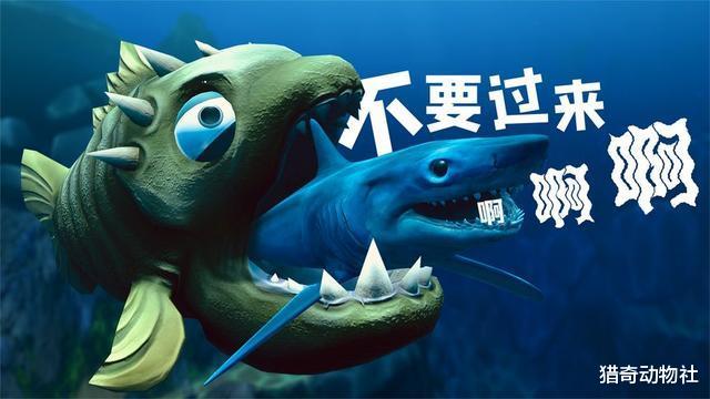 如果食人鱼被鲨鱼吞下,它能凭借锋利的牙齿破腹而出吗?