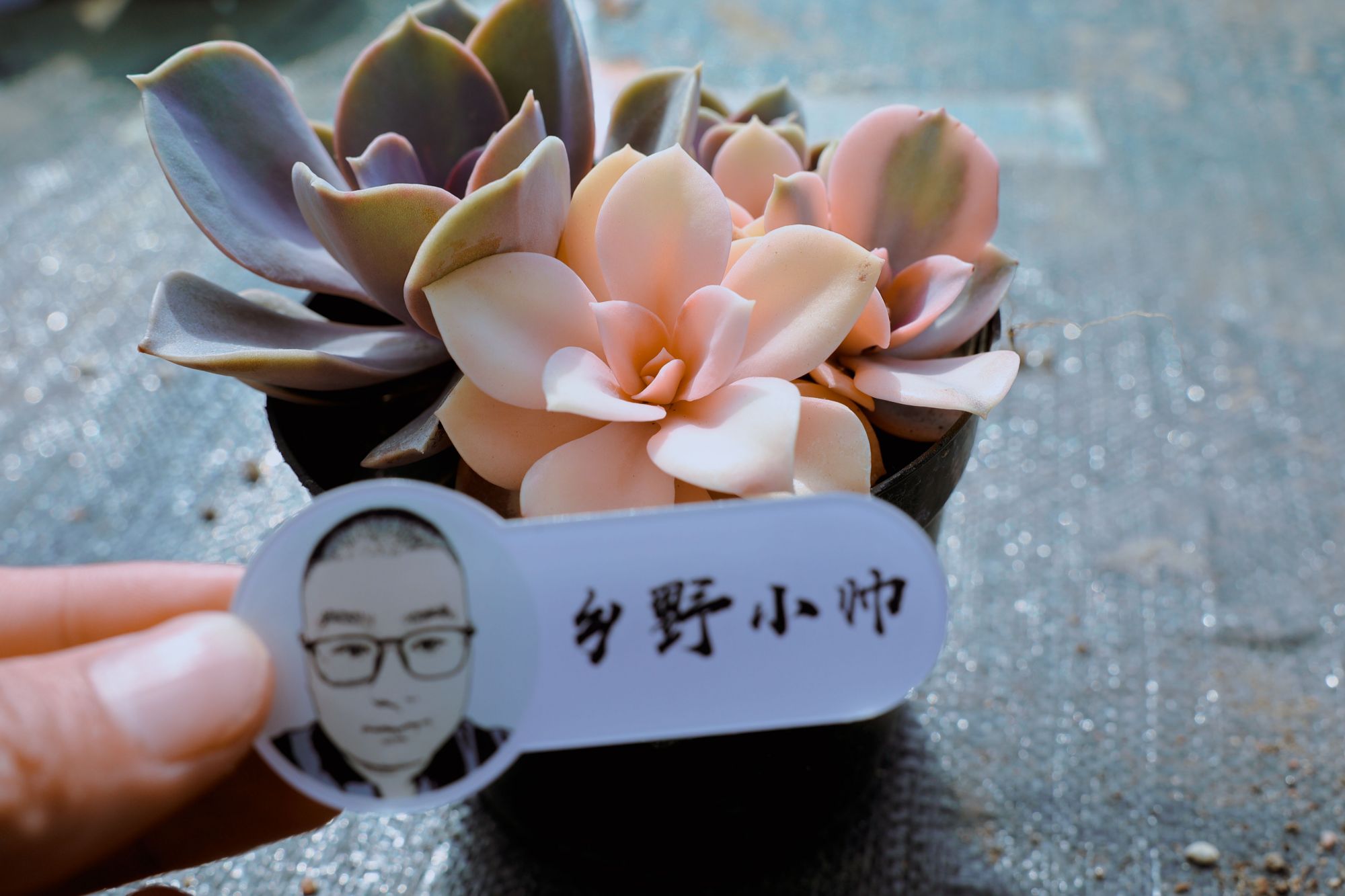 乡野小帅 多肉真菌感染让人烦,这样做让你的肉肉“茁壮成长”