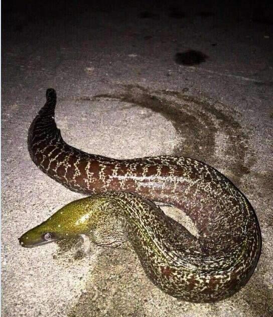 野生动物|钓鱼虽然好玩,但这些鱼可千万别钓,小心触犯法律