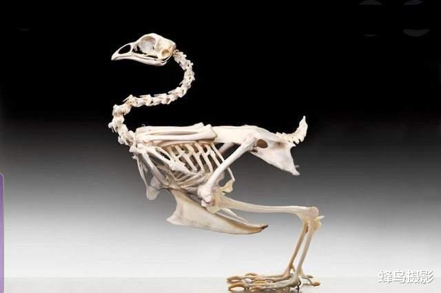 陨石 33张罕见的照片，国外硬币里的剑可以拔出，戒指用恐龙骨陨石制造