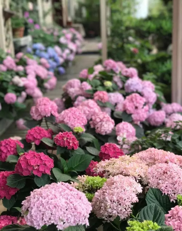宁波|150㎡私家别墅庭院，打造花开满园的自然舒适小花园，太美了