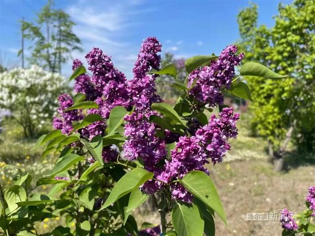 哈尔滨新闻网 这些丁香新品正在怒放，未来冰城丁香家族将有新成员加入