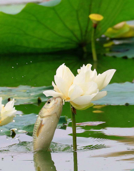 星临天下|7月11日开始,4属相吉星高照,机遇多多,生活如鱼得水