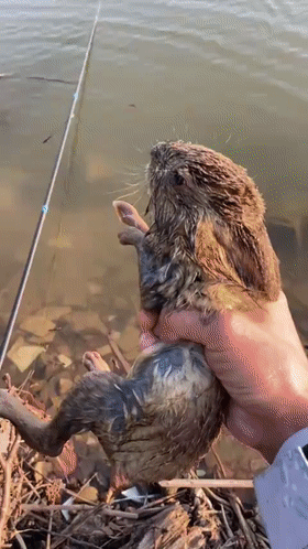 饵料|这是个啥?广西钓鱼人从水库里钓起一只“小兽”,老鼠还是兔子?