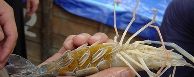 珠江|大虾入侵珠江，有人钓起一只发现满腹虾卵，这是要开始繁殖？