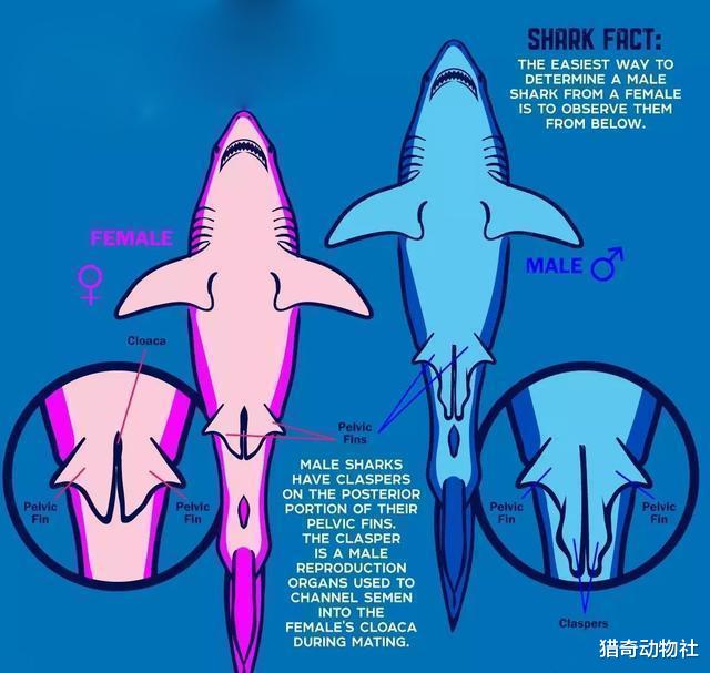 鲨鱼在繁殖期间，为何会有类似于“家暴”的行为？