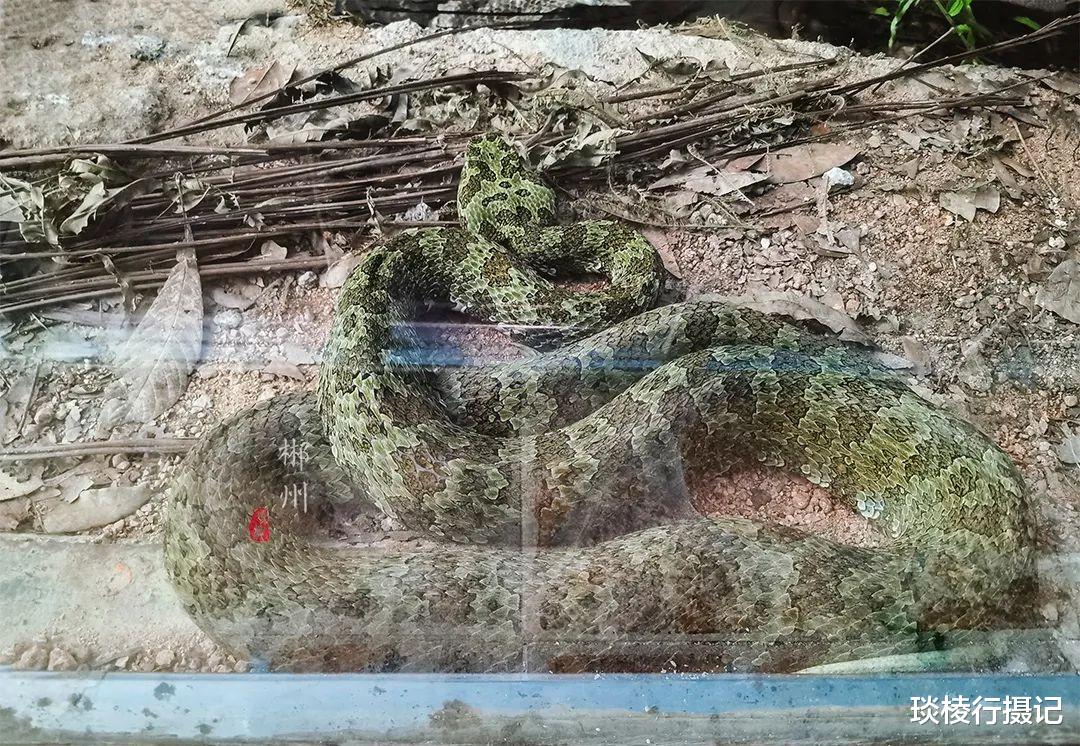 莽山 世界上最贵的毒蛇，价值百万，被称为蛇中熊猫，仅这个地方独有