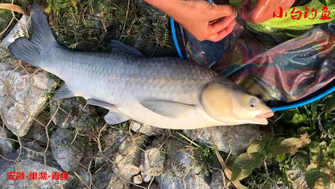 饵料|冬天钓鱼传统钓的优势数第一