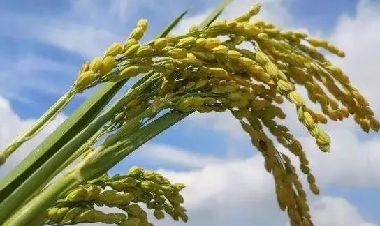 欣欣普法人 农村的分户条件，决定了你能不能合法拥有宅基地！