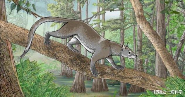 蝙蝠 仅一米高的大象？280种动物的共同祖先？盘点最奇特的6种史前动物
