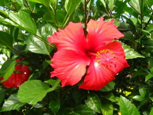 星临天下|到7月底，4属相吉星伴身，生意兴隆，财源滚滚，喜事临门