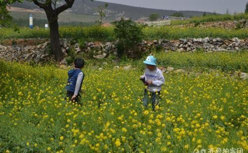孙晓文聊家居|用“儿童急走追黄蝶,飞入菜花无处寻”来写一段小练笔