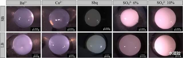 月球 ?《Nature·旗下》华盛顿大学:水凝胶珠粒中活性氨氧化古菌固定化