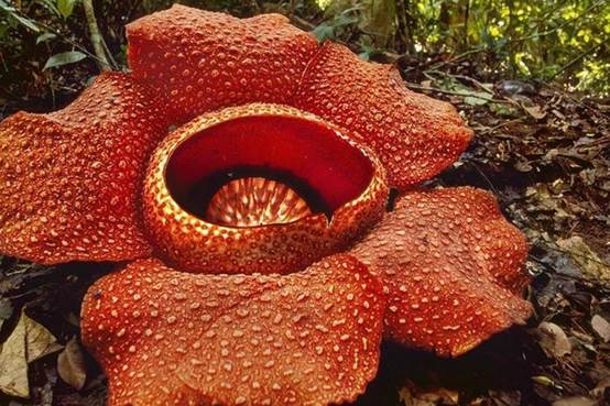 世界上最令人吃惊的10种奇花异草，你见过哪些呢！