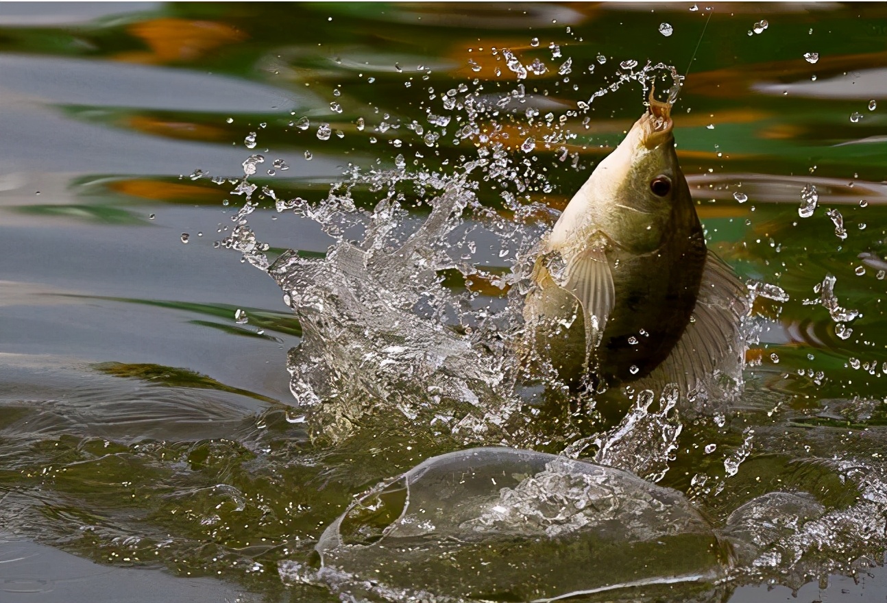 饵料|3种让钓鱼人头疼的鱼情，这样解决，鱼获轻松翻2倍——盛世三渔
