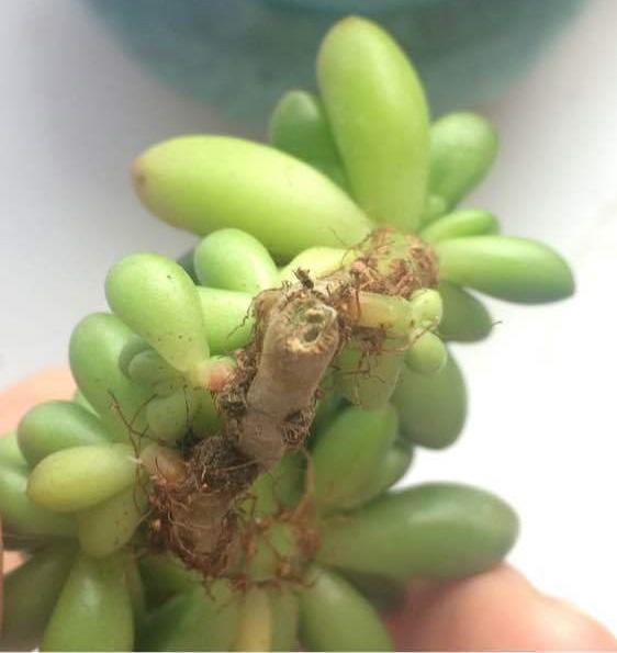 向阳园艺|你想买多肉，谁都不能阻拦你，到最后，吃亏，上当的只能是你