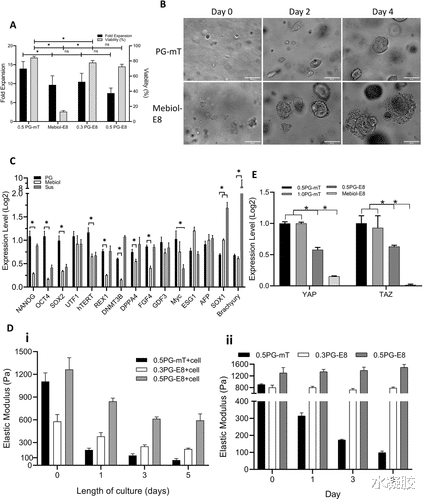 沙漠玫瑰 堪萨斯州立大学王东海,孙秀芝院士:生物打印肽水凝胶,无需光、化学或离子交联剂