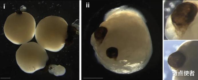 科学家 距离“克隆人”又近一步？德国科学家培育迷你大脑，已长出眼睛