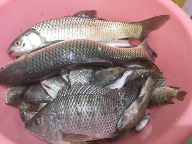 黑鱼|经典钓位之下风口浪渣区，攻略详解，容易爆护错过可惜