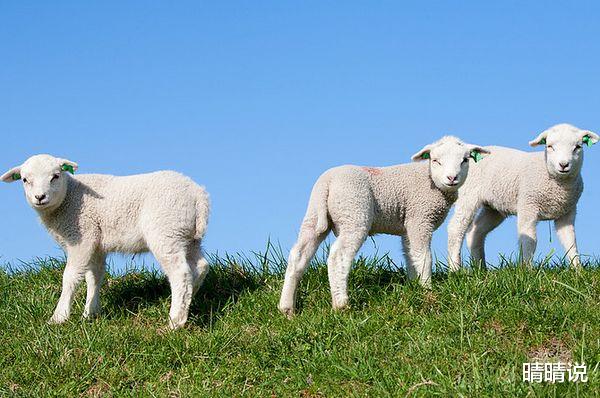 晴晴说|生肖羊,慎重考虑,如无十足把握不要犯险!