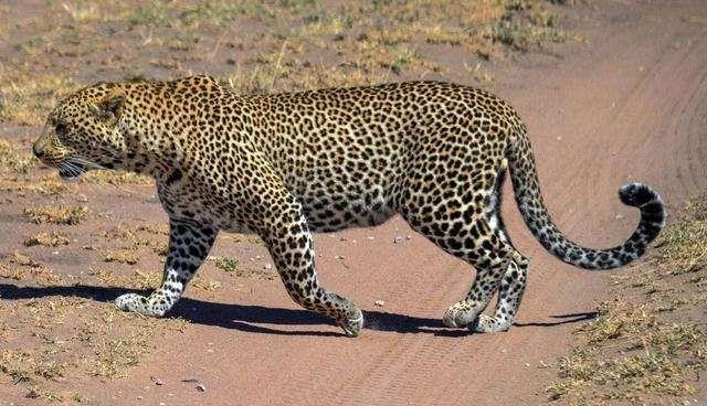 山魈 体重仅50斤却能硬刚花豹，我国广泛记载，现实中为何见不到山魈？