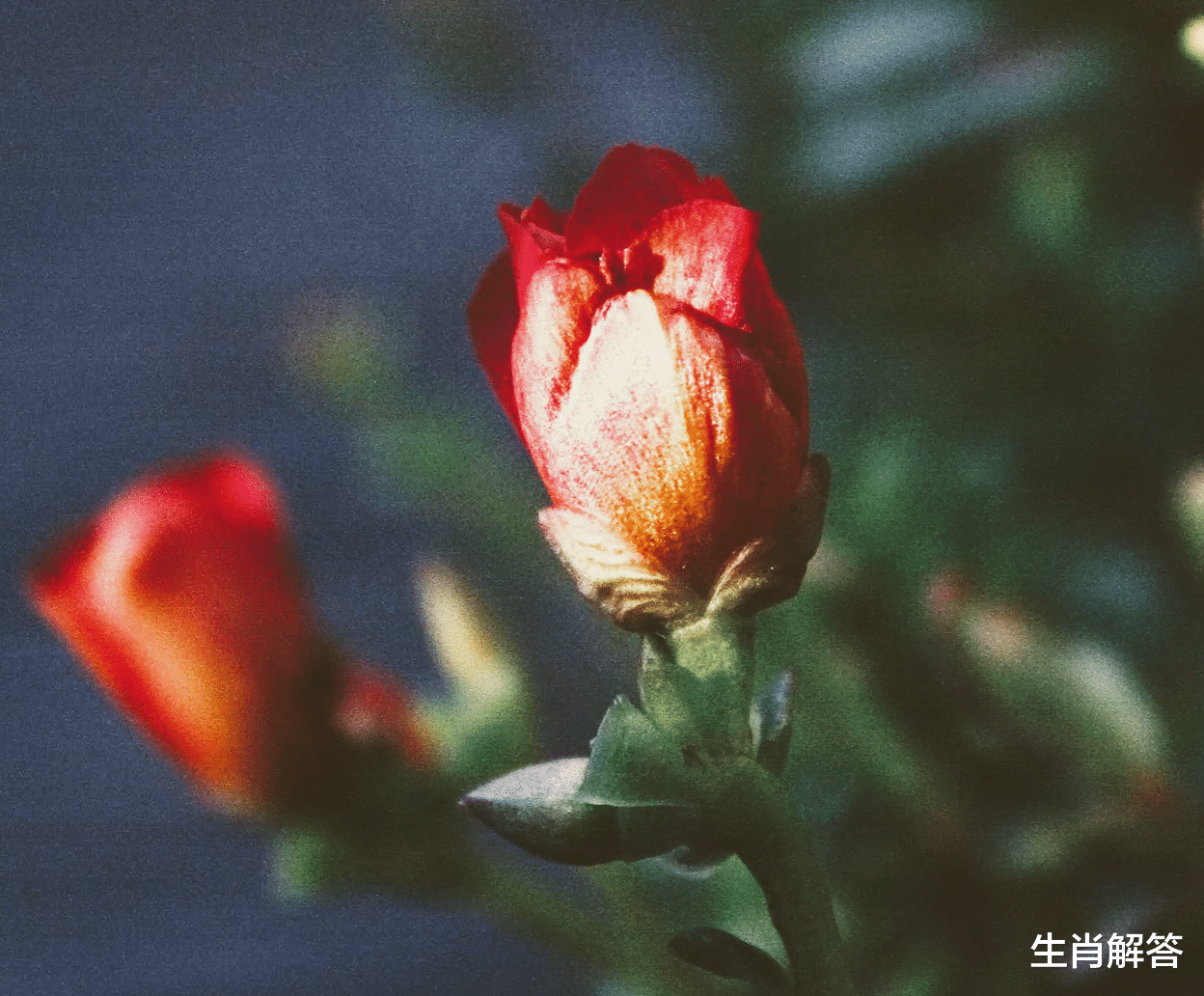 生肖解答|7月上旬，喜得桃花运，熬过霉运，3生肖事业高歌猛进，爱情甜蜜