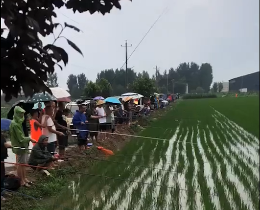 河南|洪水退去，河南新乡一稻田中留下大量鲫鱼，当地老乡排队钓鱼