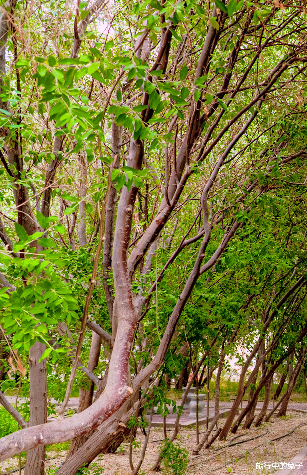 清远 “不毛之地”罗布泊深处，“长”出数平米绿地？