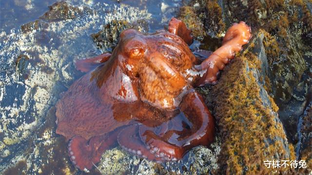 蚊子 很少有机会能够使用，但却可以丰富谈资的22个有趣冷知识