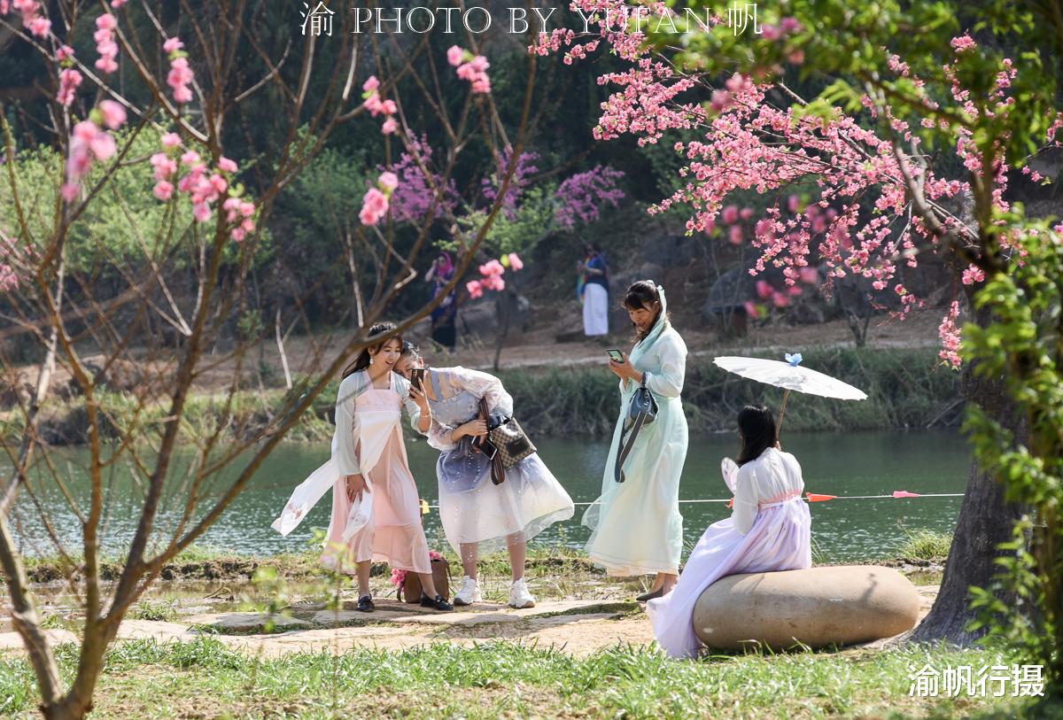 贵州 云南一个5A景区以假桃花吸引游客，游客却乐在其中，还表示真香