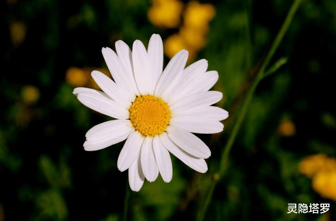 灵隐塔罗 灵隐塔罗：金牛座10月下半月情感，学会释怀放下，不要过于执念