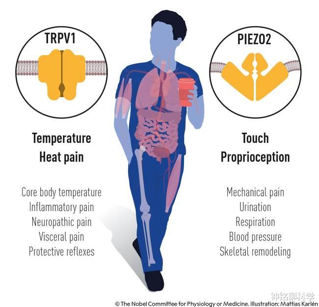 科学家 诺奖爆冷门！吃辣椒会感到热也能获得诺贝尔奖？看完才知道不简单