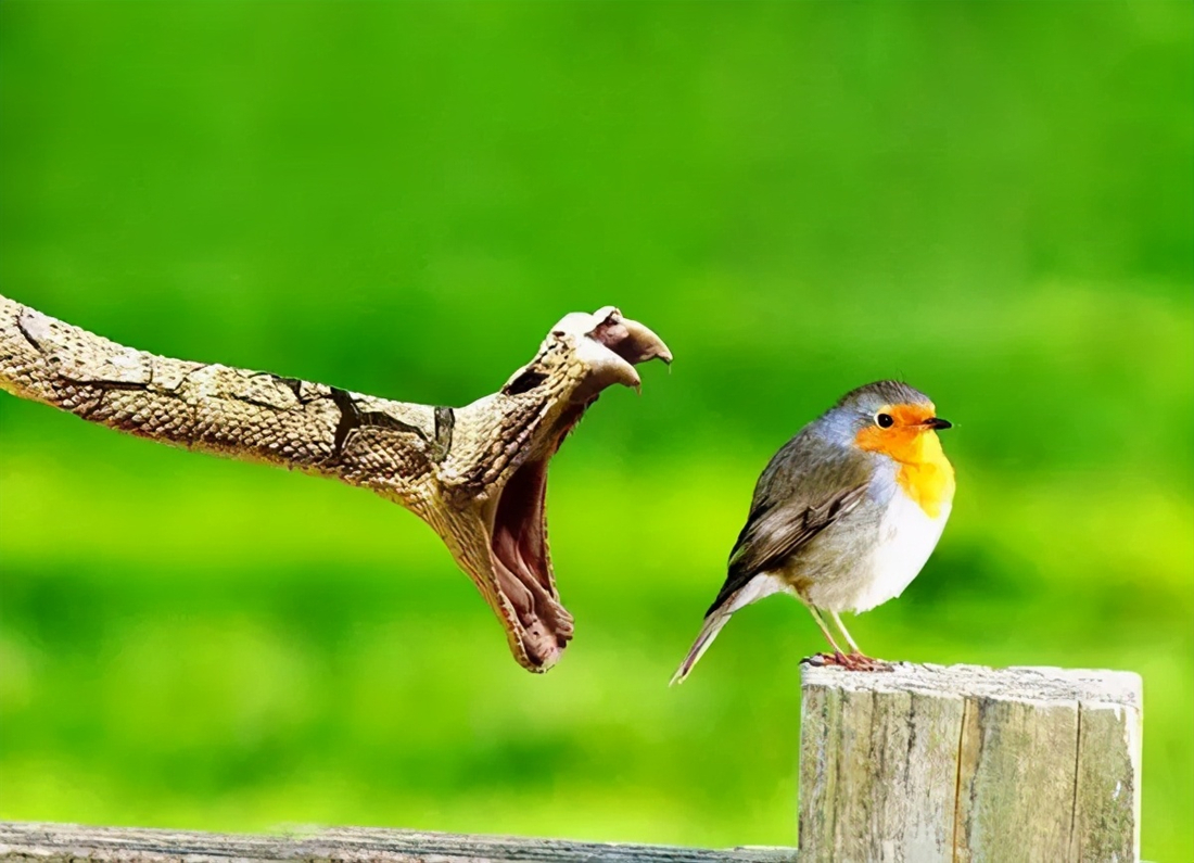 27张“卡到点上”的抓拍照片,每一张都难以复制,堪称经典